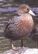 Blue duck
