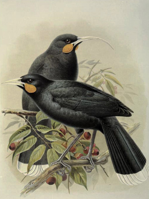 Huia