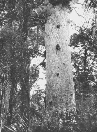 Kauri